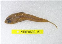 藏品(絲鰭斜棘(魚銜))的圖片